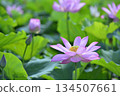 Lotus flowers seen in the countryside 134507661