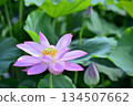 Lotus flowers seen in the countryside 134507662