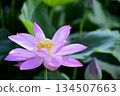 Lotus flowers seen in the countryside 134507663