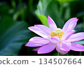 Lotus flowers seen in the countryside 134507664