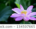 Lotus flowers seen in the countryside 134507665