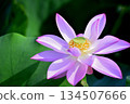 Lotus flowers seen in the countryside 134507666