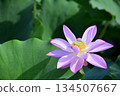 Lotus flowers seen in the countryside 134507667
