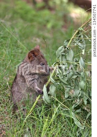 Quokka sniffing eucalyptus Quokka sniffing eucalyptus 134507741