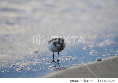 本年 本年 134508089