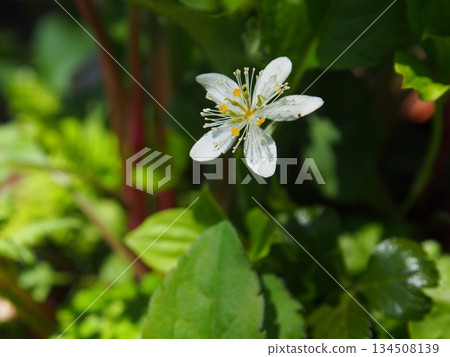 大尺山三葉黃連 134508139