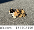 Calico cat sunbathing 134508156