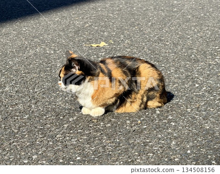 Calico cat sunbathing 134508156