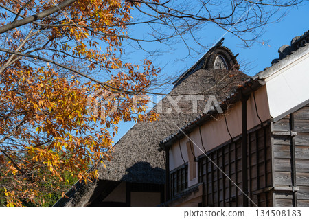 Thatched roof and yellow leaves 134508183