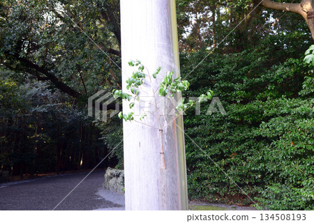 伊勢神宮外宮第一鳥居處的榊樹 134508193