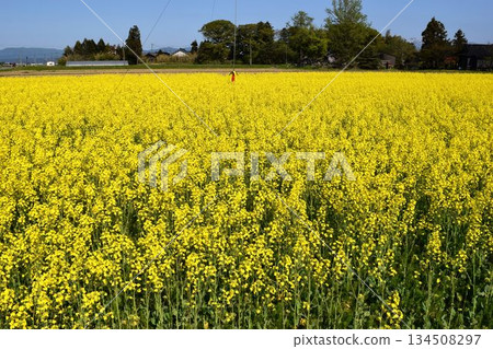 油菜花春天的景色 134508297