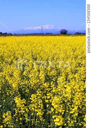 油菜花春天的景色 134508300