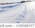 Nagaoka City, Niigata Prefecture: Footprints of a rabbit and a fox crossing each other in the snowy fields 134508357