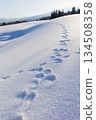Nagaoka City, Niigata Prefecture: Footprints of a rabbit and a fox crossing each other in the snowy fields 134508358