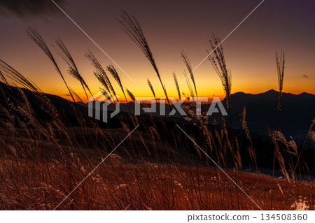 Japanese pampas grass swaying in the wind with a beautiful sunset sky and the Soni mountains in the background, at Soni Plateau in December ② 134508360