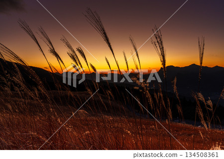 Japanese pampas grass swaying in the wind with a beautiful sunset sky and the Soni mountains in the background - Soni Plateau in December ③ Japanese pampas grass swaying in the wind with a beautiful sunset sky and the Soni mountains in the background - Soni Plateau in December ③ 134508361