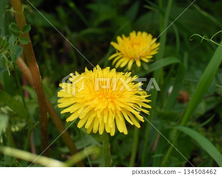 蒲公英 134508462
