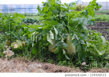 Beautiful radishes and vegetable fields before harvest Beautiful radishes and vegetable fields before harvest 134508515