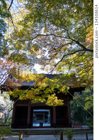 Kamakura 251205 Myohonji Temple 4 Autumn leaves Kamakura 251205 Myohonji Temple 4 Autumn leaves 134508614