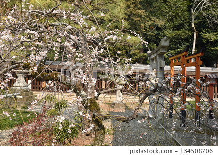 梅宮神社的春天 134508706