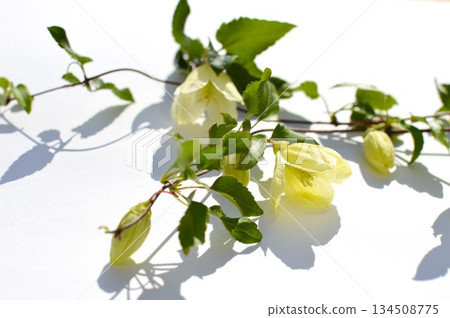 冬季盛開的白色鐵線蓮花 134508775