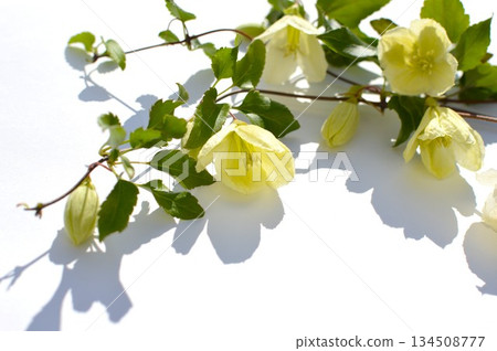 冬季盛開的白色鐵線蓮花 134508777