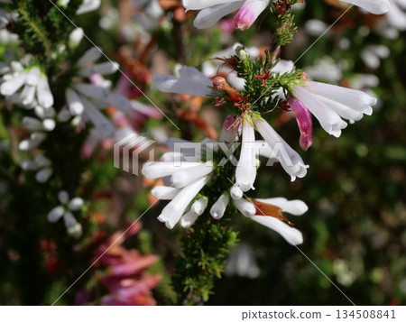 White Erica White Flowers White Erica White Flowers 134508841