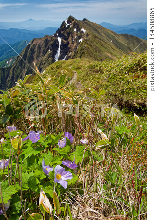 Shirane-aoi flowers on Mt. Ichinokura and Mt. Tanigawa 134508865
