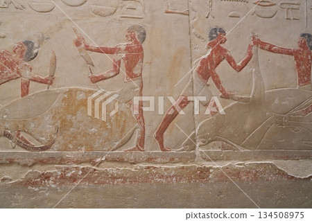 Relief of a butcher shop at Saqqara ruins in Egypt Relief of a butcher shop at Saqqara ruins in Egypt 134508975