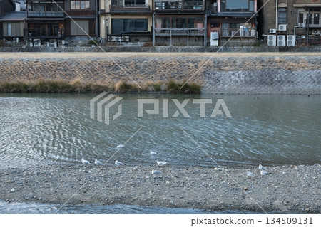 搭乘百合海鷗號列車前往鴨川三條橋附近的風景 搭乘百合海鷗號列車前往鴨川三條橋附近的風景 134509131