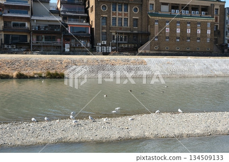 Scenery near Kamogawa Sanjo Bridge with Yurikamome train 134509133