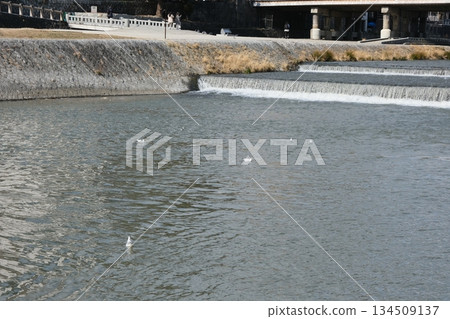 Scenery near Kamogawa Sanjo Bridge with Yurikamome train 134509137
