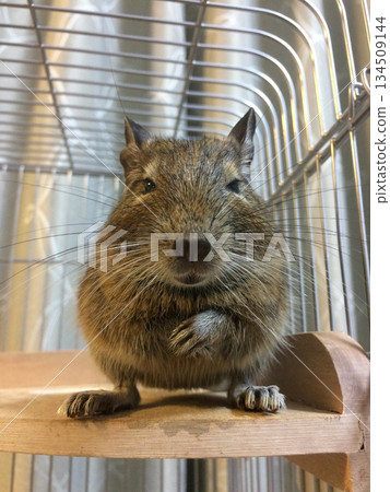 Degu agouti color Degu agouti color 134509144
