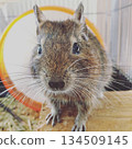 wheel and degu 134509145