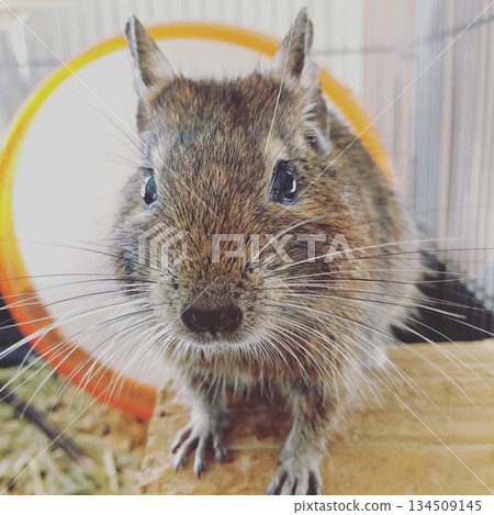 wheel and degu wheel and degu 134509145