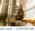 Degu agouti color 134509146