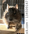 Degu agouti color 134509147
