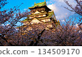 被櫻花包圍的天守閣 134509170