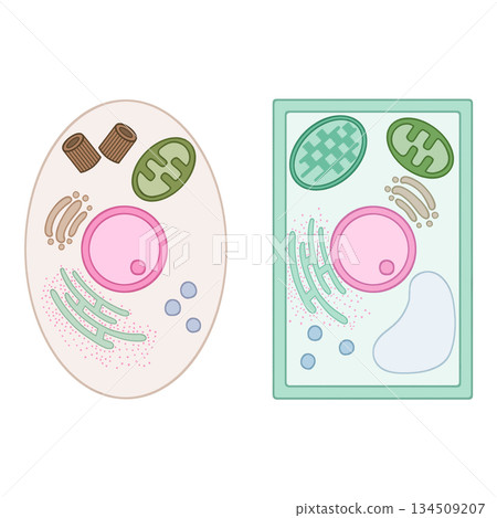 Illustration of cells 134509207