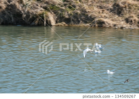 A black-headed gull that flew in near the main bridge on the Kamo River A black-headed gull that flew in near the main bridge on the Kamo River 134509267