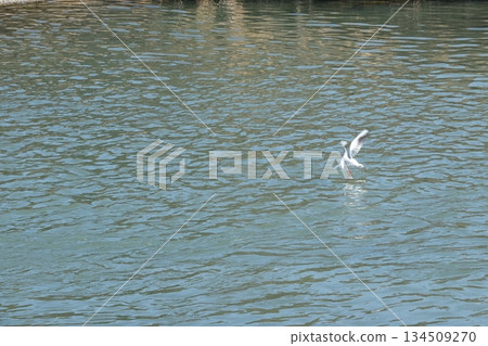 A black-headed gull that flew in near the main bridge on the Kamo River 134509270