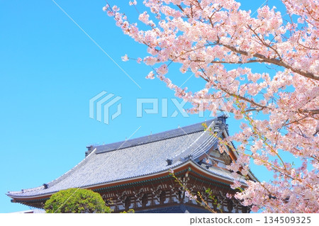 Higashi Betsuin temple main hall and cherry blossoms in Nagoya, Aichi Prefecture 134509325