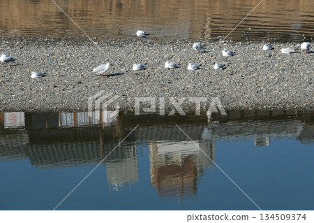 搭乘百合海鷗號列車前往鴨川三條橋附近的風景 134509374