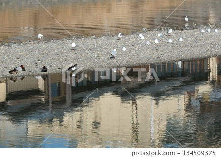 搭乘百合海鷗號列車前往鴨川三條橋附近的風景 134509375