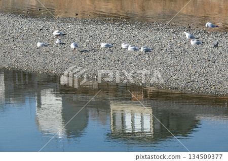 搭乘百合海鷗號列車前往鴨川三條橋附近的風景 搭乘百合海鷗號列車前往鴨川三條橋附近的風景 134509377