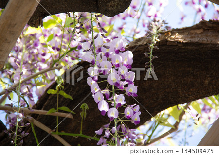 Purple wisteria flowers blooming on the wisteria trellis at the Kyu-Shiba Rikyu Gardens Purple wisteria flowers blooming on the wisteria trellis at the Kyu-Shiba Rikyu Gardens 134509475