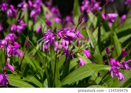 Purple orchids blooming in the fresh green garden, early summer at the Kyu-Shiba Rikyu Gardens 134509476
