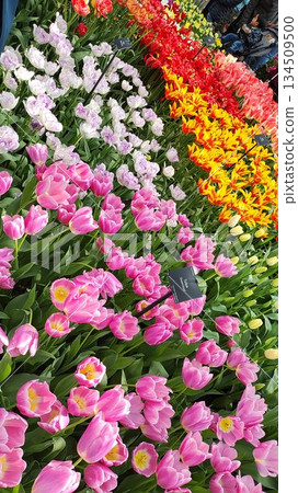 Lisse, Netherlands - April 8 2023: Beautiful Flowers at Keukenhof Gardens Lisse, Netherlands - April 8 2023: Beautiful Flowers at Keukenhof Gardens 134509500