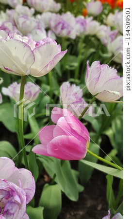 Lisse, Netherlands - April 8 2023: Beautiful Flowers at Keukenhof Gardens 134509501