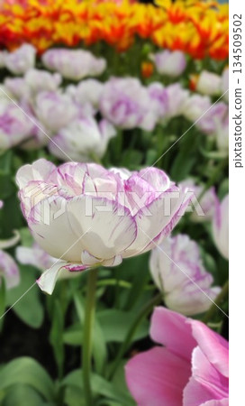 Lisse, Netherlands - April 8 2023: Beautiful Flowers at Keukenhof Gardens Lisse, Netherlands - April 8 2023: Beautiful Flowers at Keukenhof Gardens 134509502